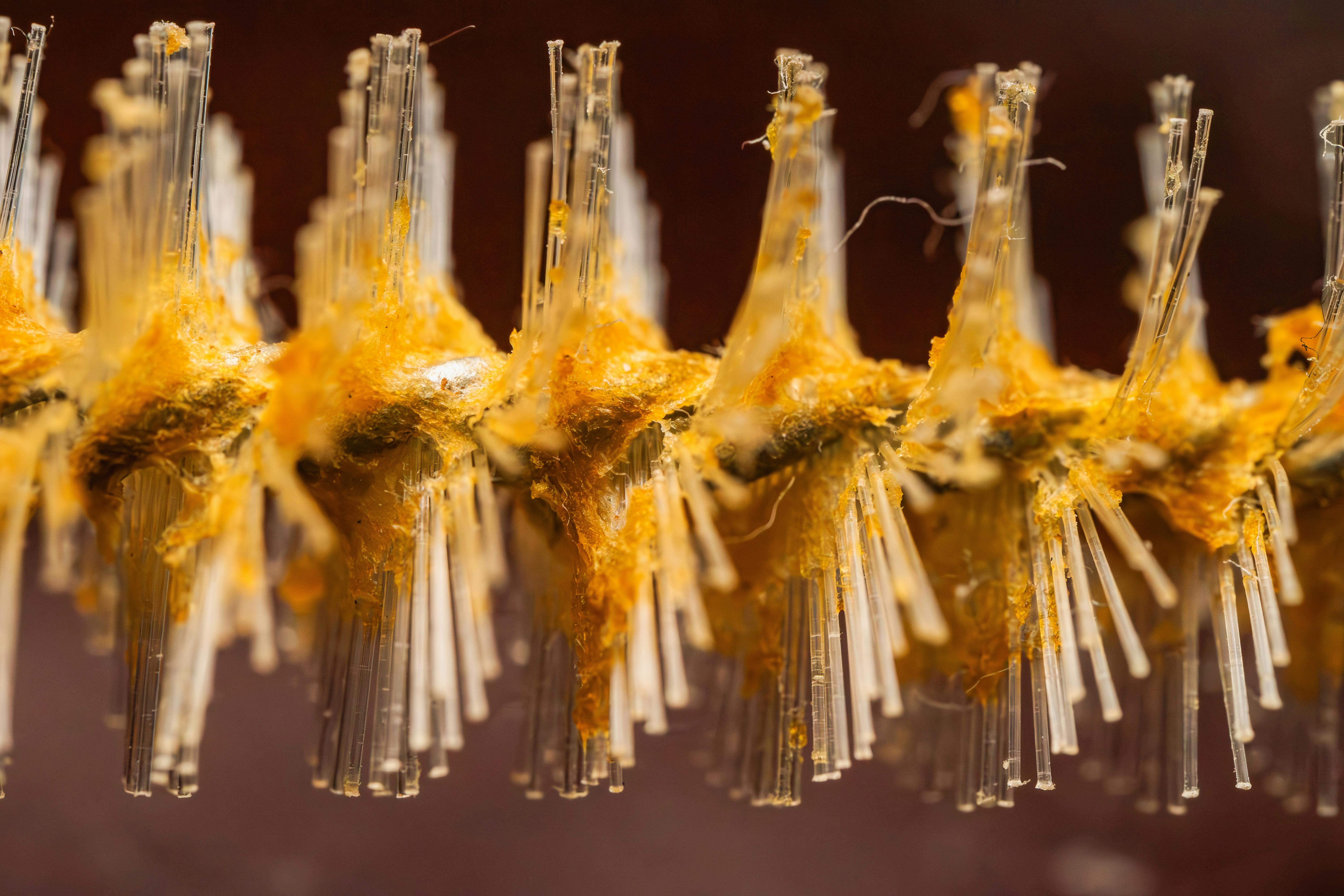 The Science Behind Klebsiella Oxytoca: Why This Bacteria Matters in Your Shampoo