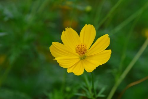 Free Vibrant yellow cosmos flower against a blurred green background, showcasing natural beauty. Stock Photo