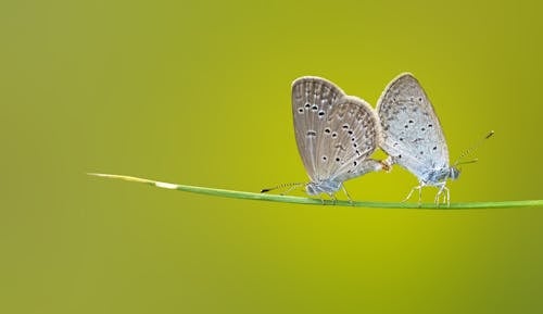 Kostenlos Braun Und Schwarz 2 Schmetterlinge Auf Grünem Stiel Stock-Foto