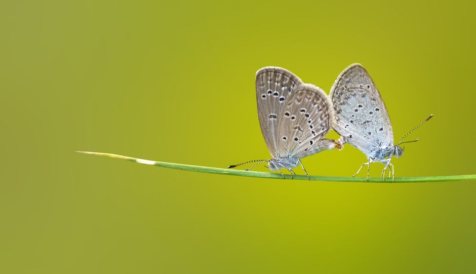 Two butterflies rest delicately on a blade of grass against a green background.