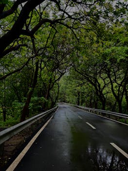 A serene rainy road in a lush green forest. Ideal for travel and nature themes.