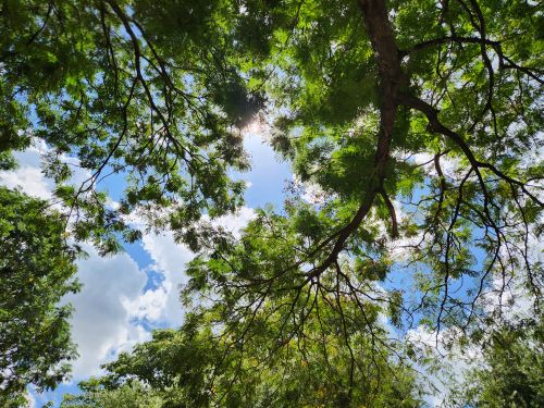 Free Beautiful view of sunlight filtering through lush tree canopy in Vellore, India. Stock Photo