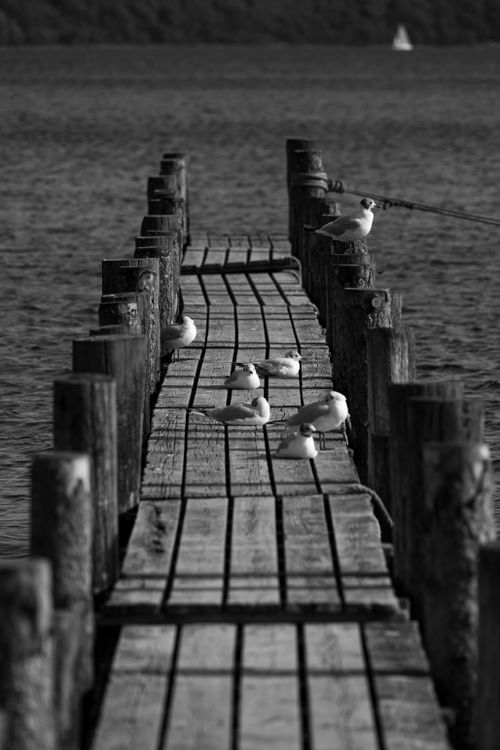 Free Black and white photo of seagulls on an old wooden pier over water. Stock Photo