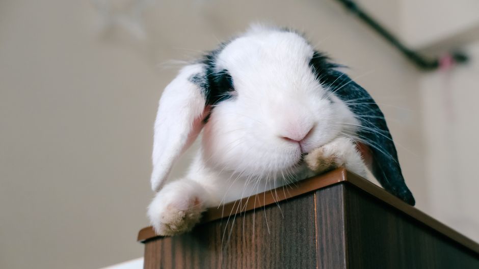 Cuidados que devo ter com o coelho fuzzy lop em casa