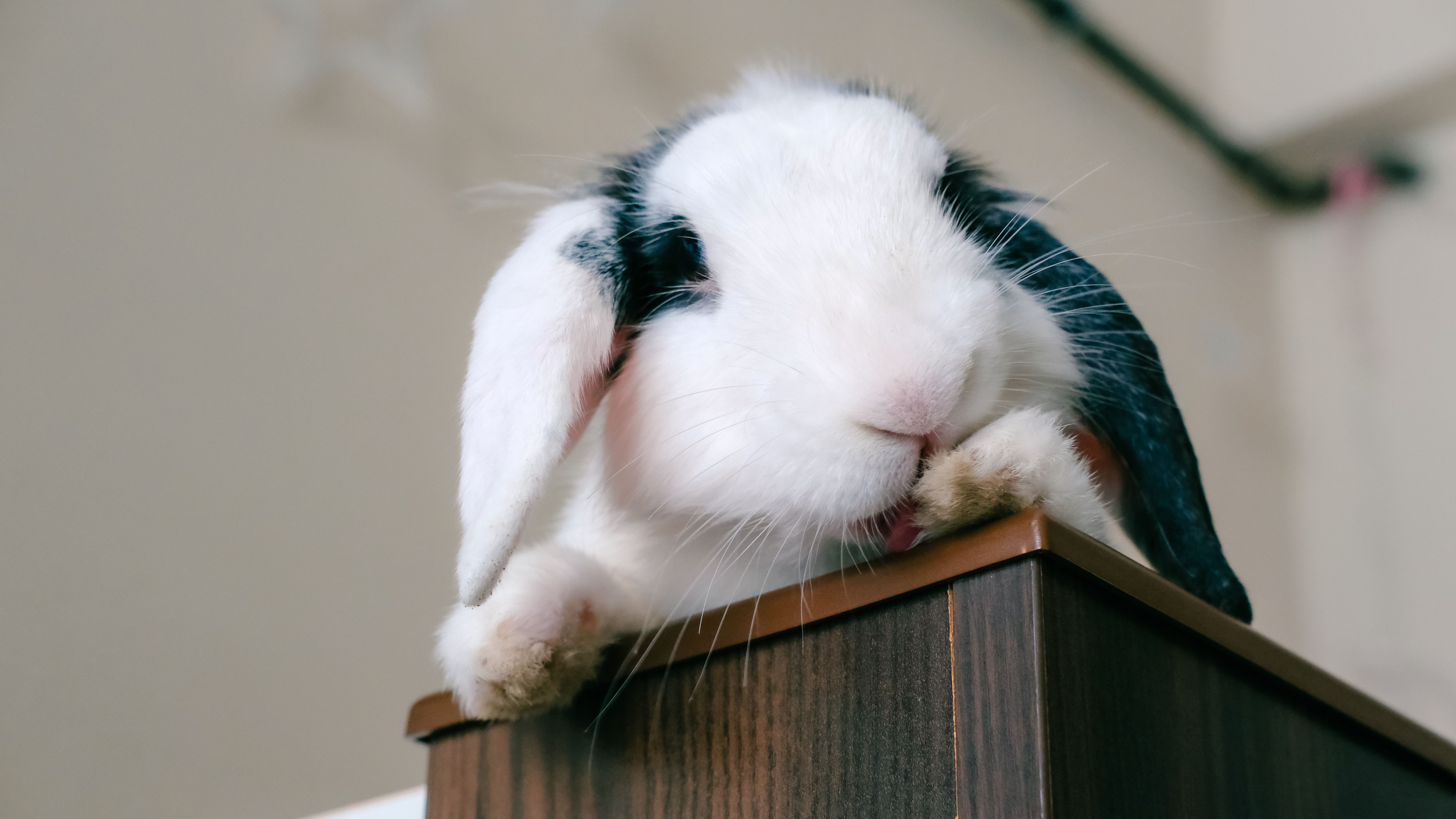 A rabbit undergoing diagnostic blood testing at a veterinary clinic