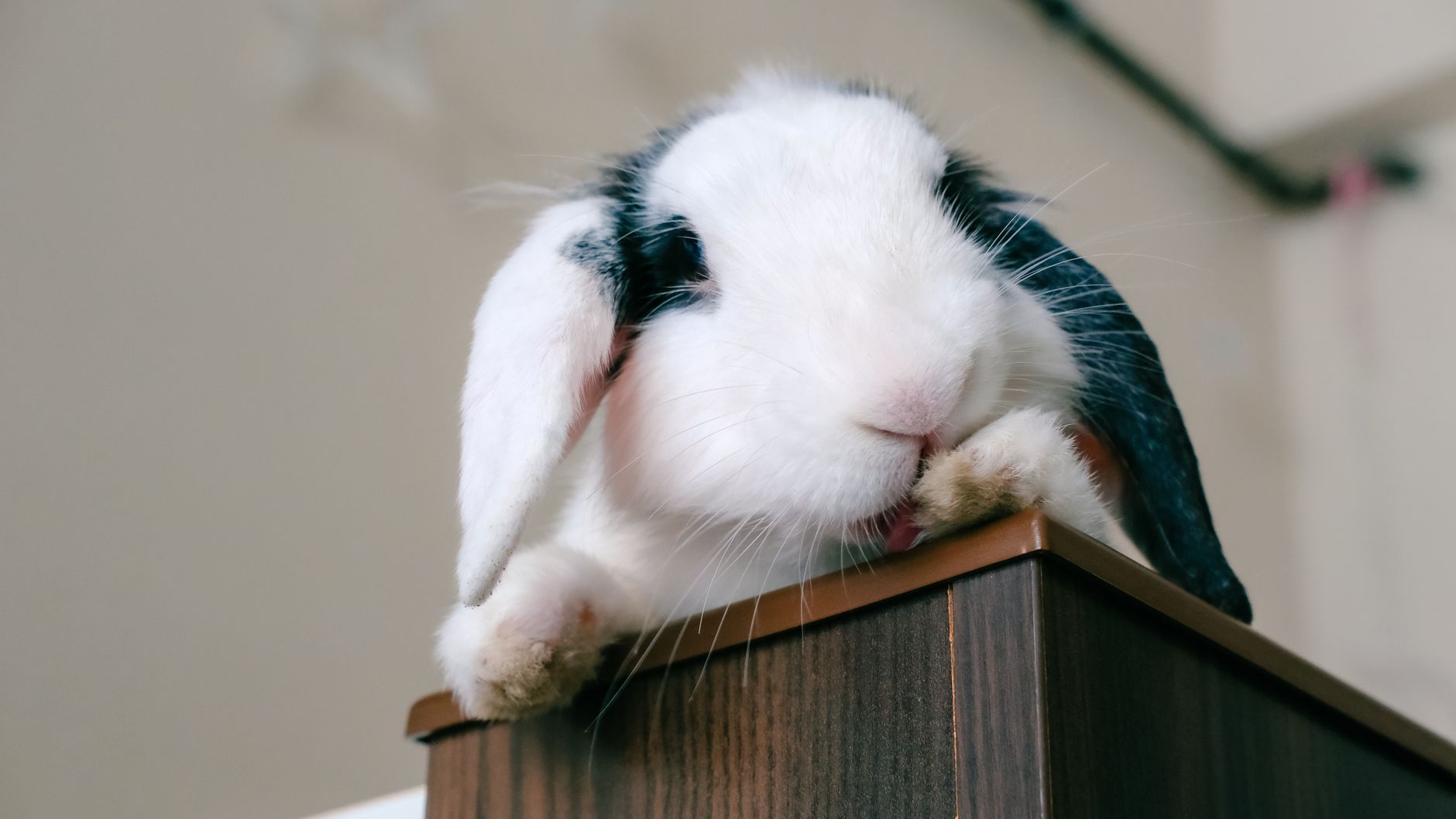A rabbit undergoing diagnostic blood testing at a veterinary clinic