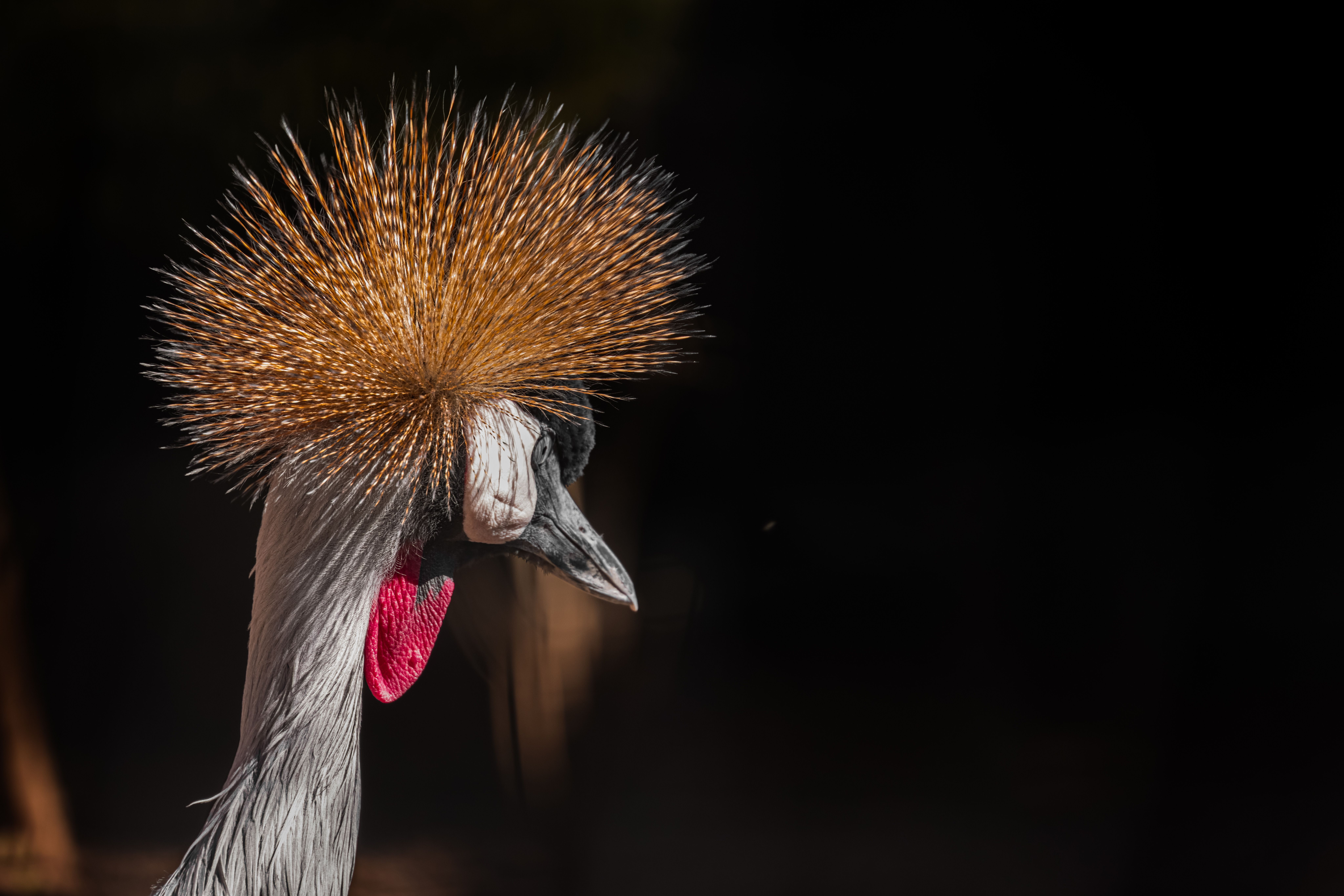 Free stock photo of bird, birding, crown
