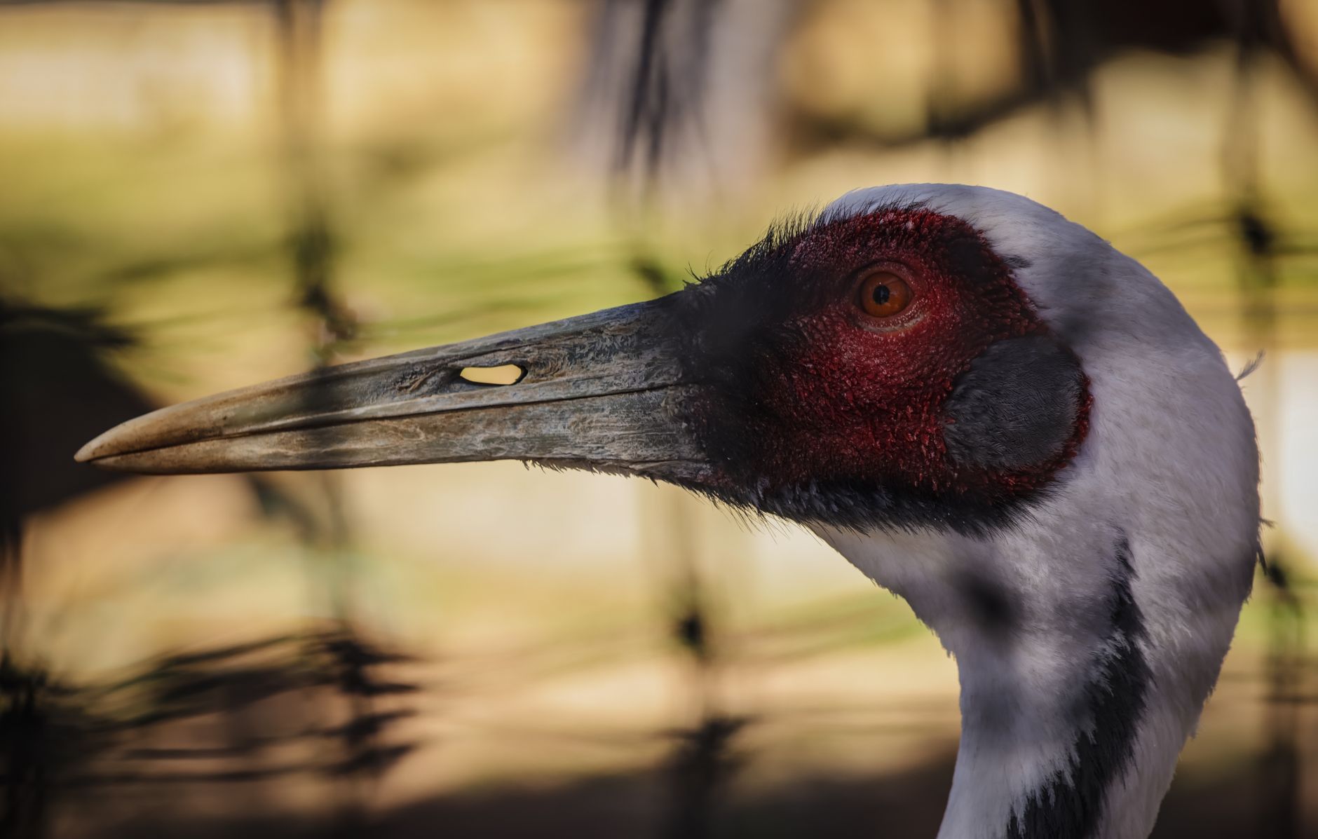 Britain's Tallest Bird Returns After 400 Years of Extinction