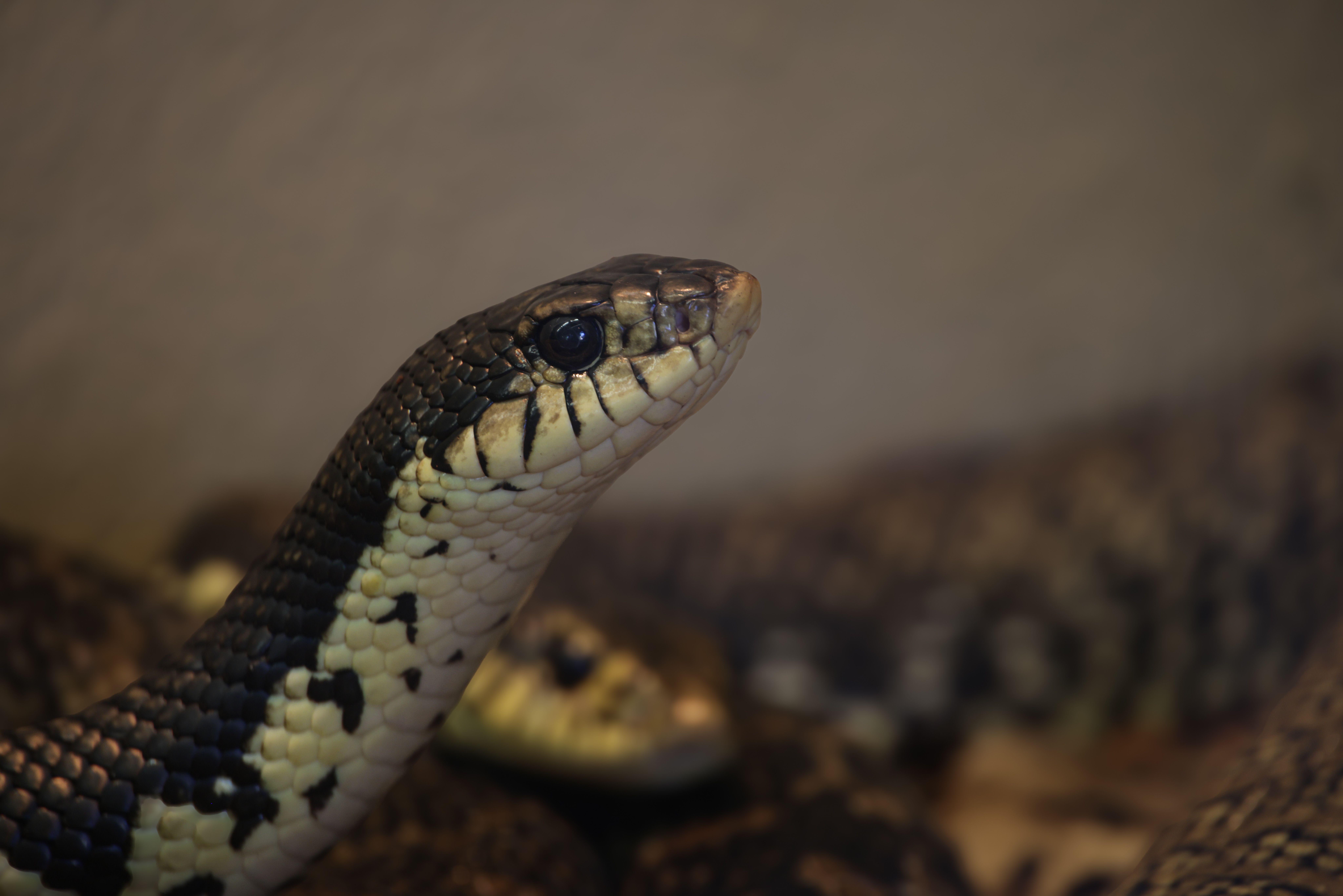 Gros plan d'un serpent noir et blanc avec des écailles détaillées et un arrière-plan flou, créant une scène animalière spectaculaire.