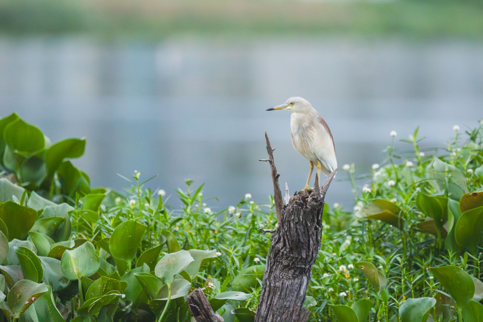 Kukkarahalli Lake Distance: How Far From Mysore City Centre
