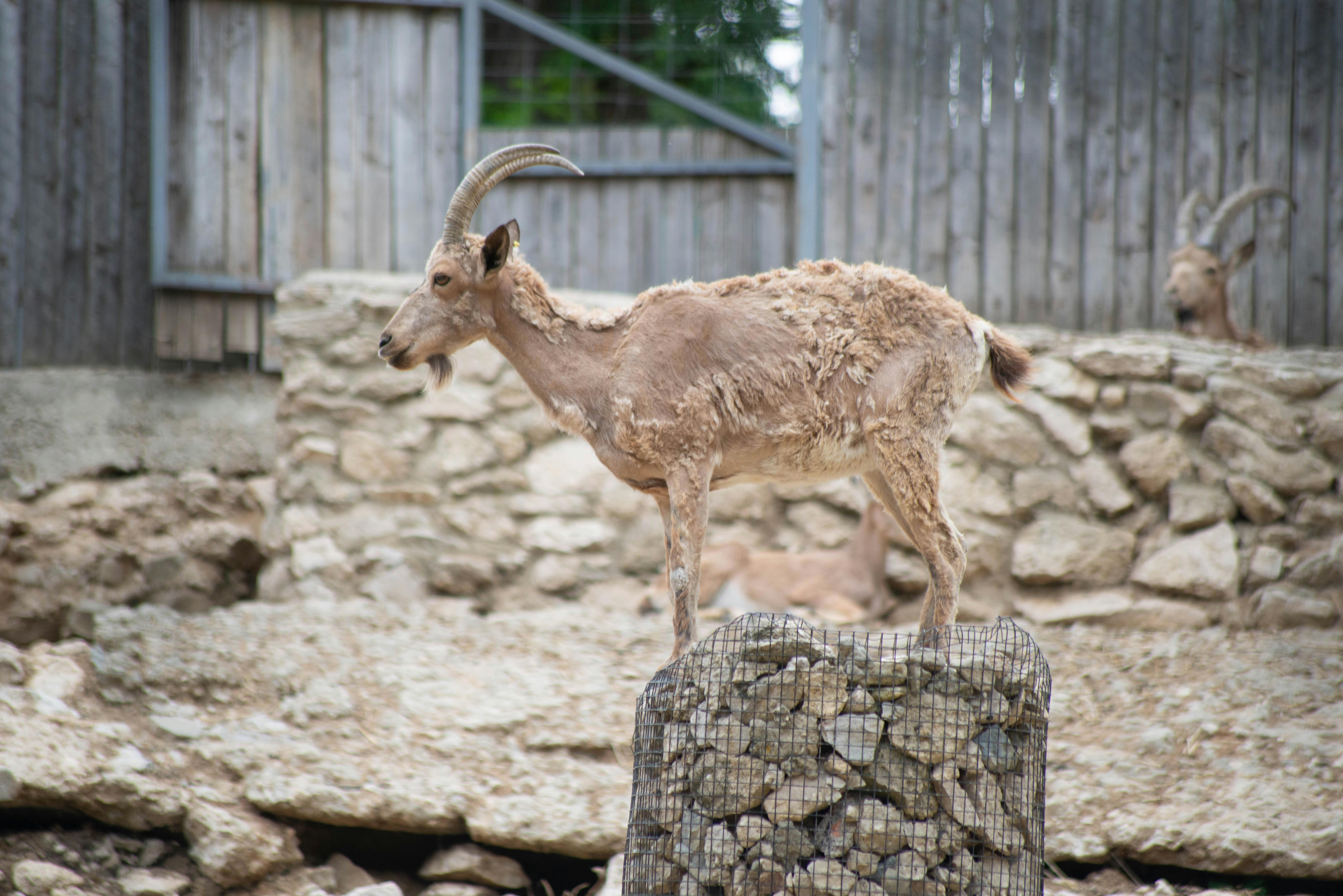 Understanding Ethological Studies: Insights into Animal Behavior