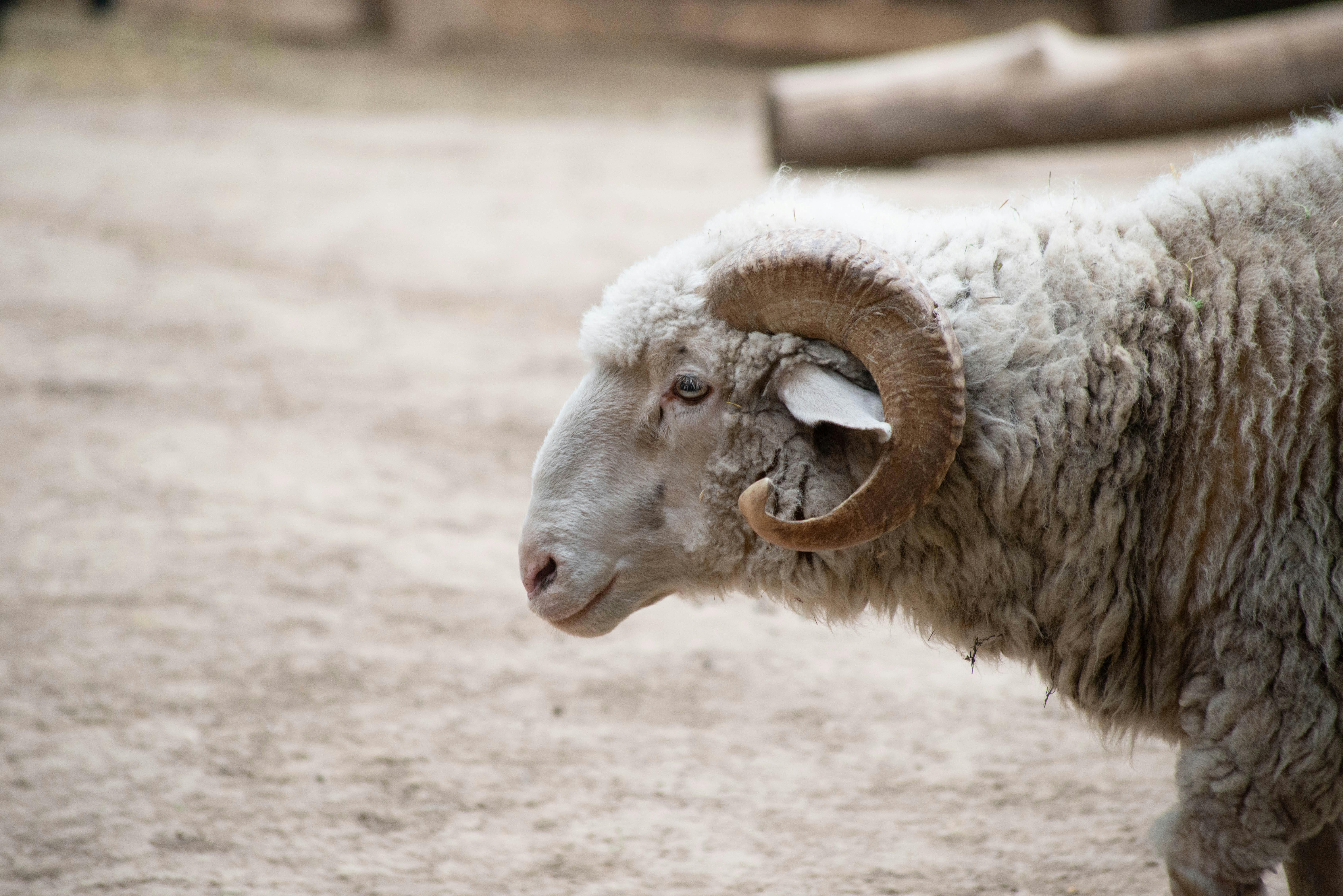Gratuit Photographie détaillée d'un bélier aux cornes enroulées dans un décor extérieur. Photos