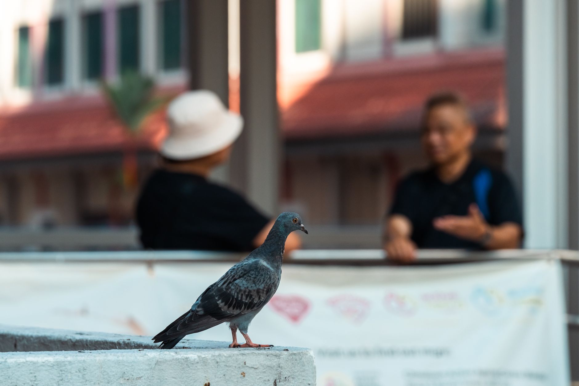 Die Taube auf dem Balkon