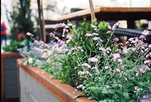 Free Lush pink and green planter in a Kraków street, filled with blooming flowers and vibrant foliage. Stock Photo