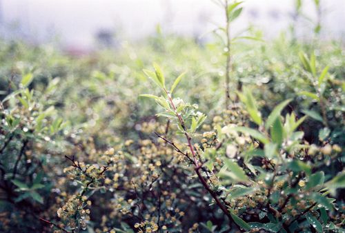 Free Close-up of dew-covered green bushes in a misty Kraków field, evoking a fresh spring morning. Stock Photo