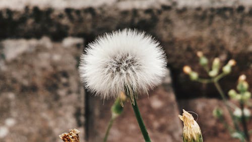 Close-up of Dandelion