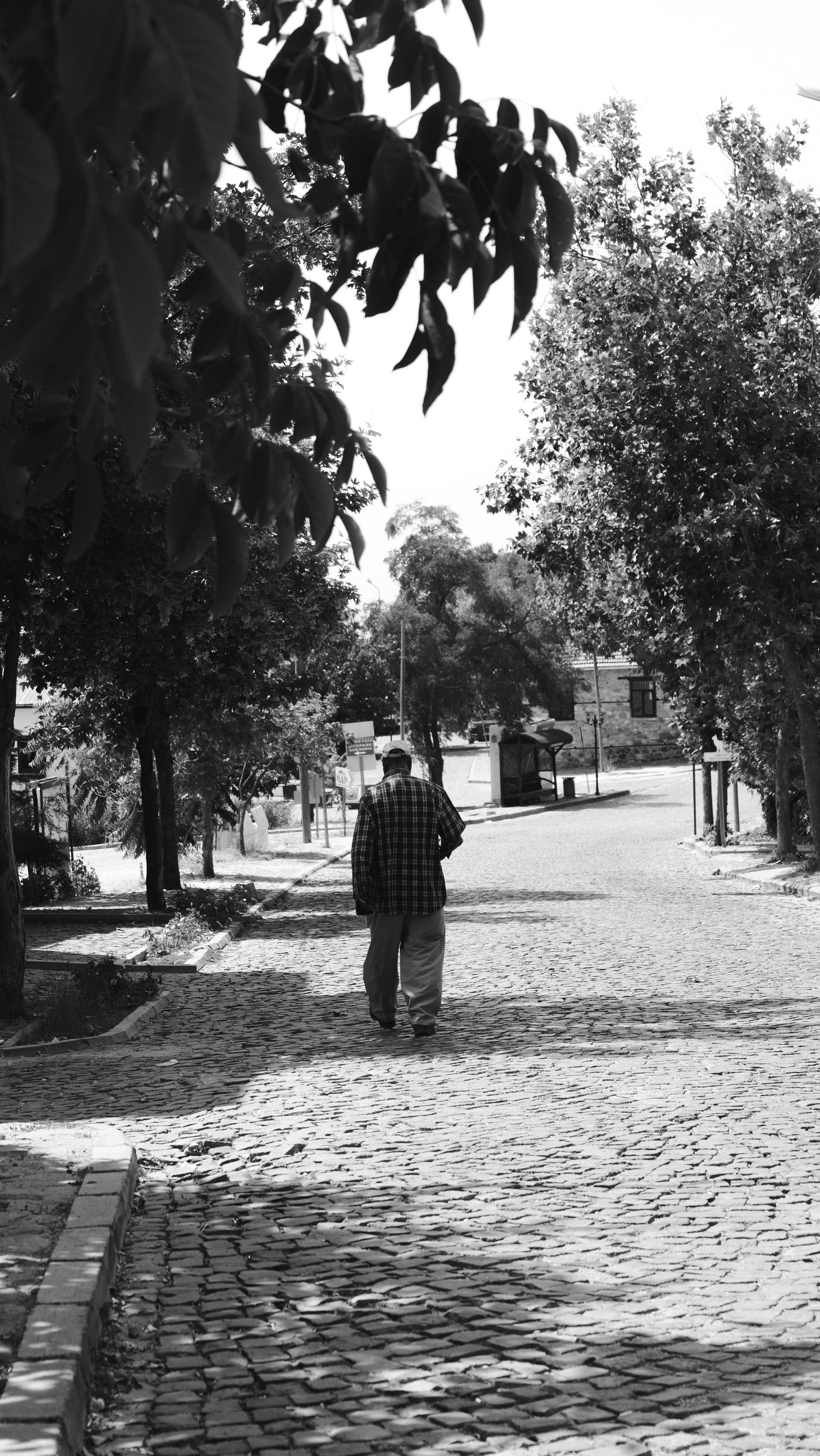 Black and white photo of an elderly man walking down a cobblestone street lined with trees.