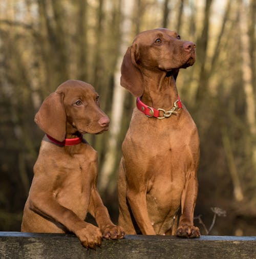 Free 2 Vizsla Dogs Standing on Brown Wood Plank Stock Photo