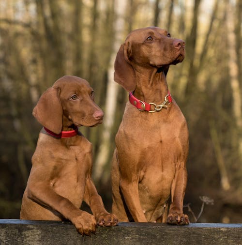 2 Cães Vizsla Em Pé Na Prancha De Madeira Marrom