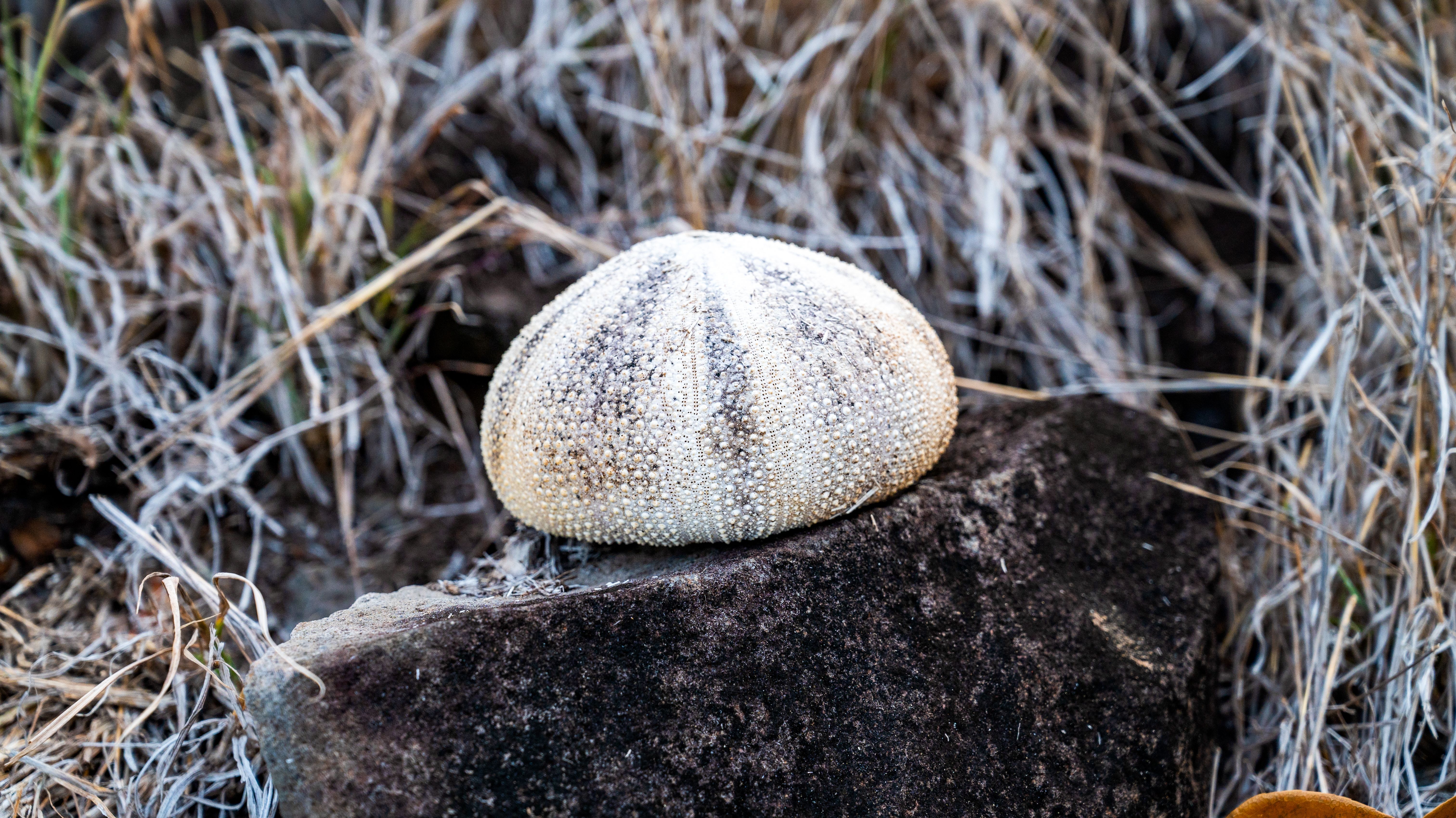Sea Urchin Shell on Rock in Natural Setting · Free Stock Photo