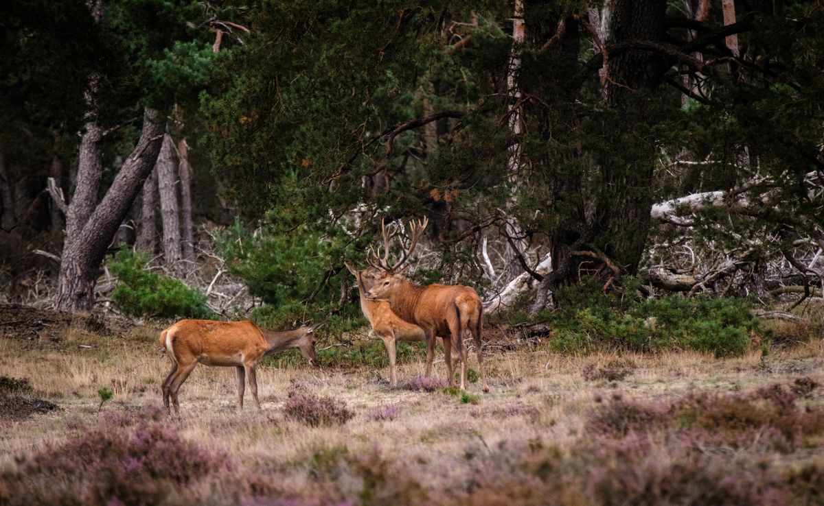 Veluwe bos met heidevelden