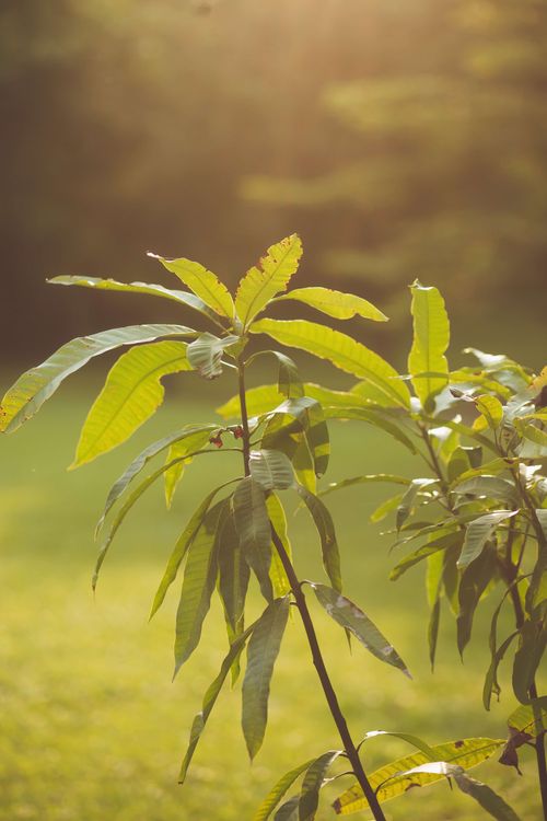 Free Vibrant green leaves bathed in sunlight, capturing nature's tranquility. Stock Photo
