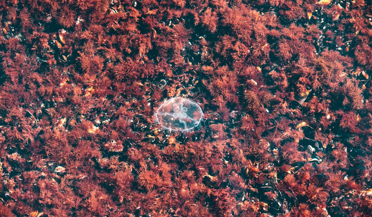 lithothamne image 4
