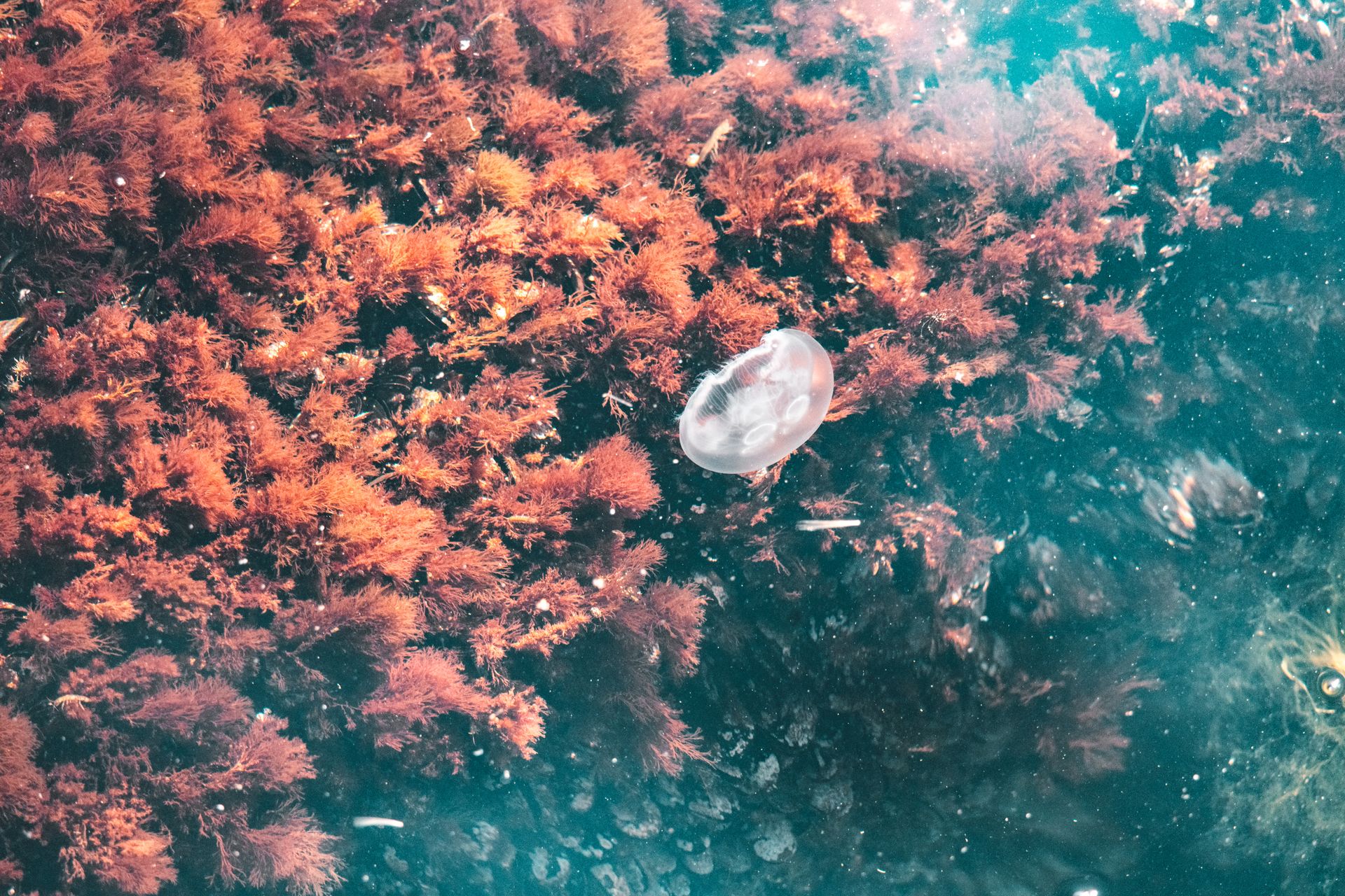 Underwater at Tori-Ike Connected Lakes