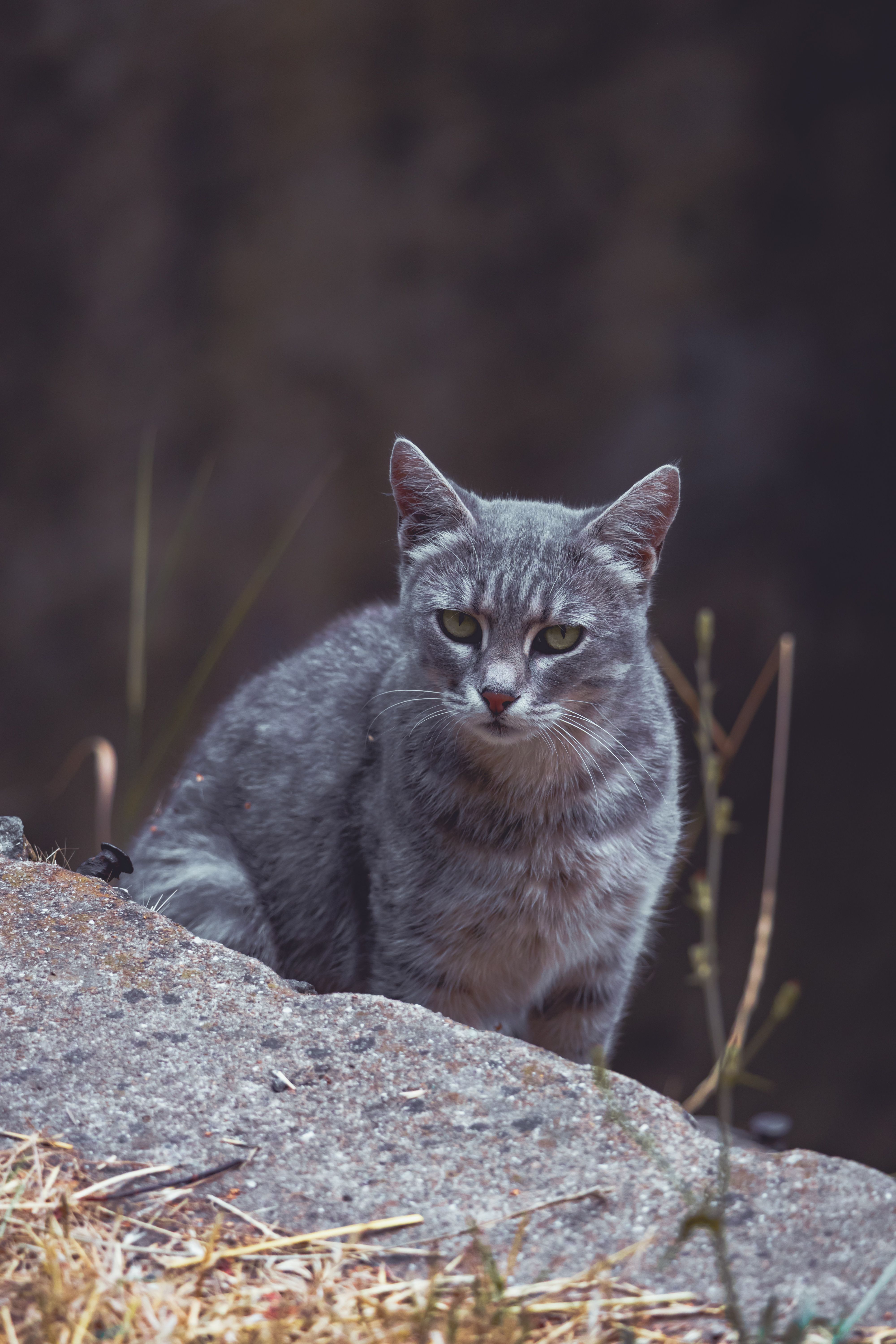 Portrait of a Grey Tabby Cat Outdoors · Free Stock Photo