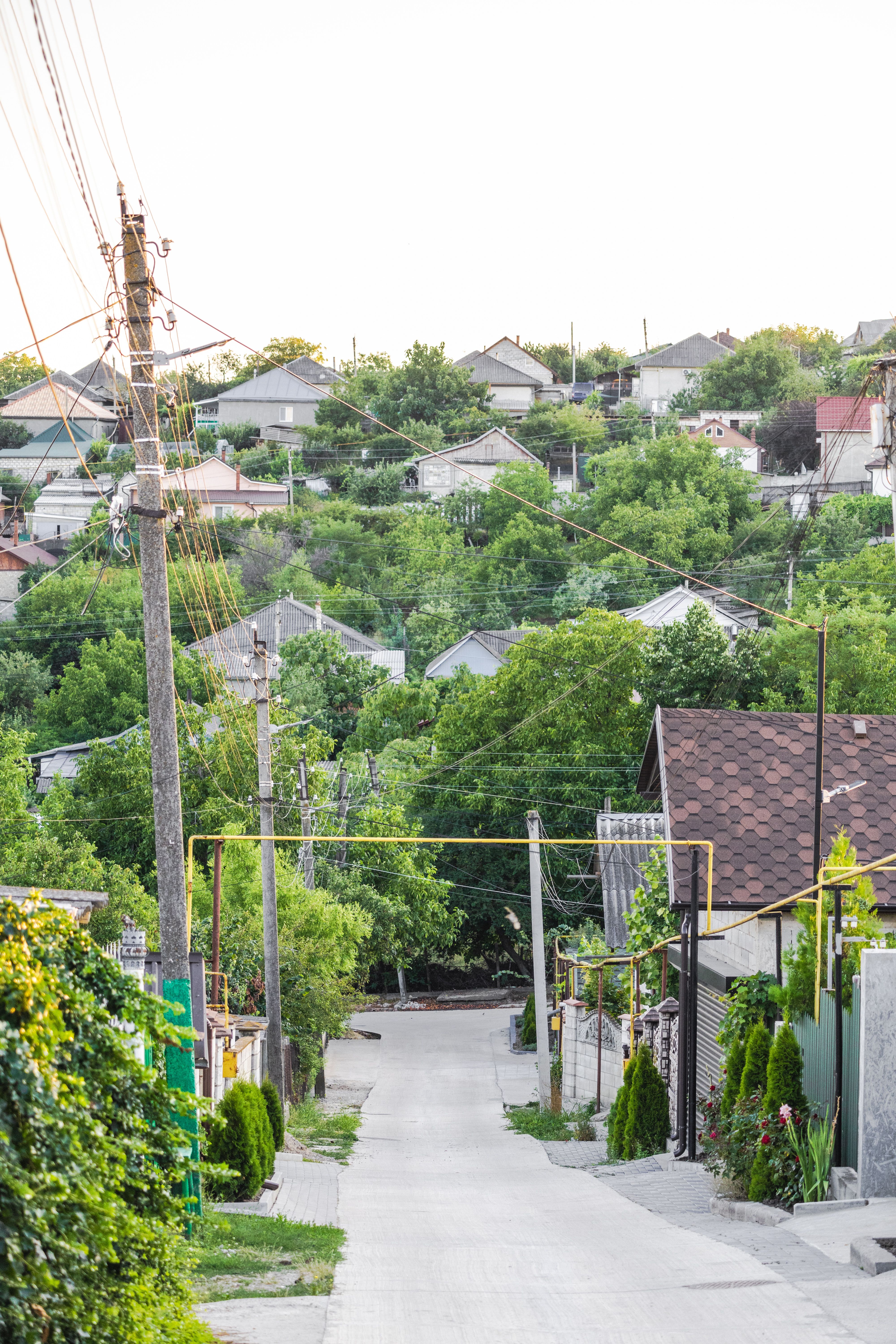 Scenic Suburban Street with Lush Greenery · Free Stock Photo