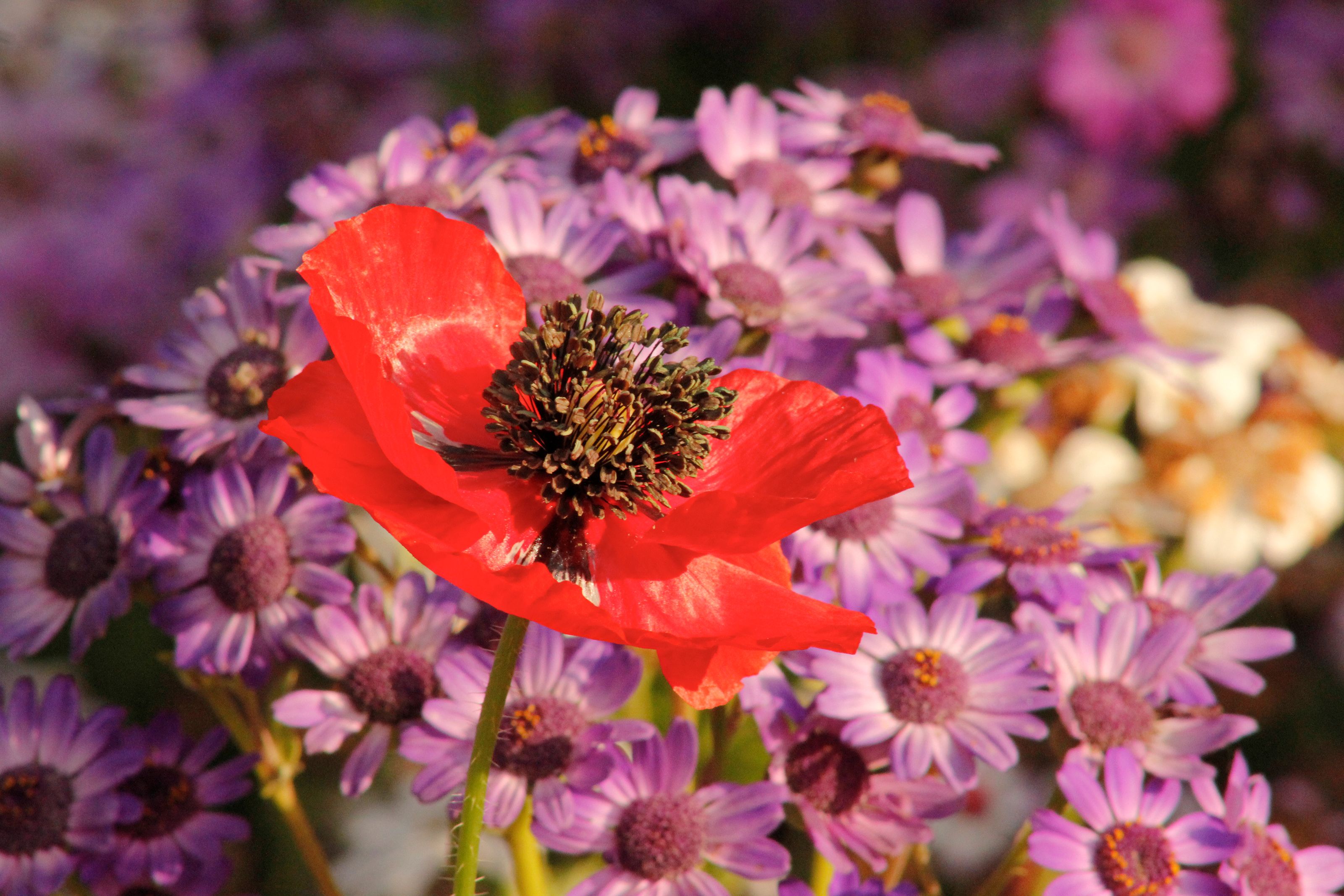 Vibrant Red Poppy Among Purple Daisies in Bloom · Free Stock Photo