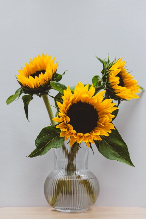 Free Bright yellow sunflowers elegantly arranged in a clear glass vase against a neutral background. Stock Photo