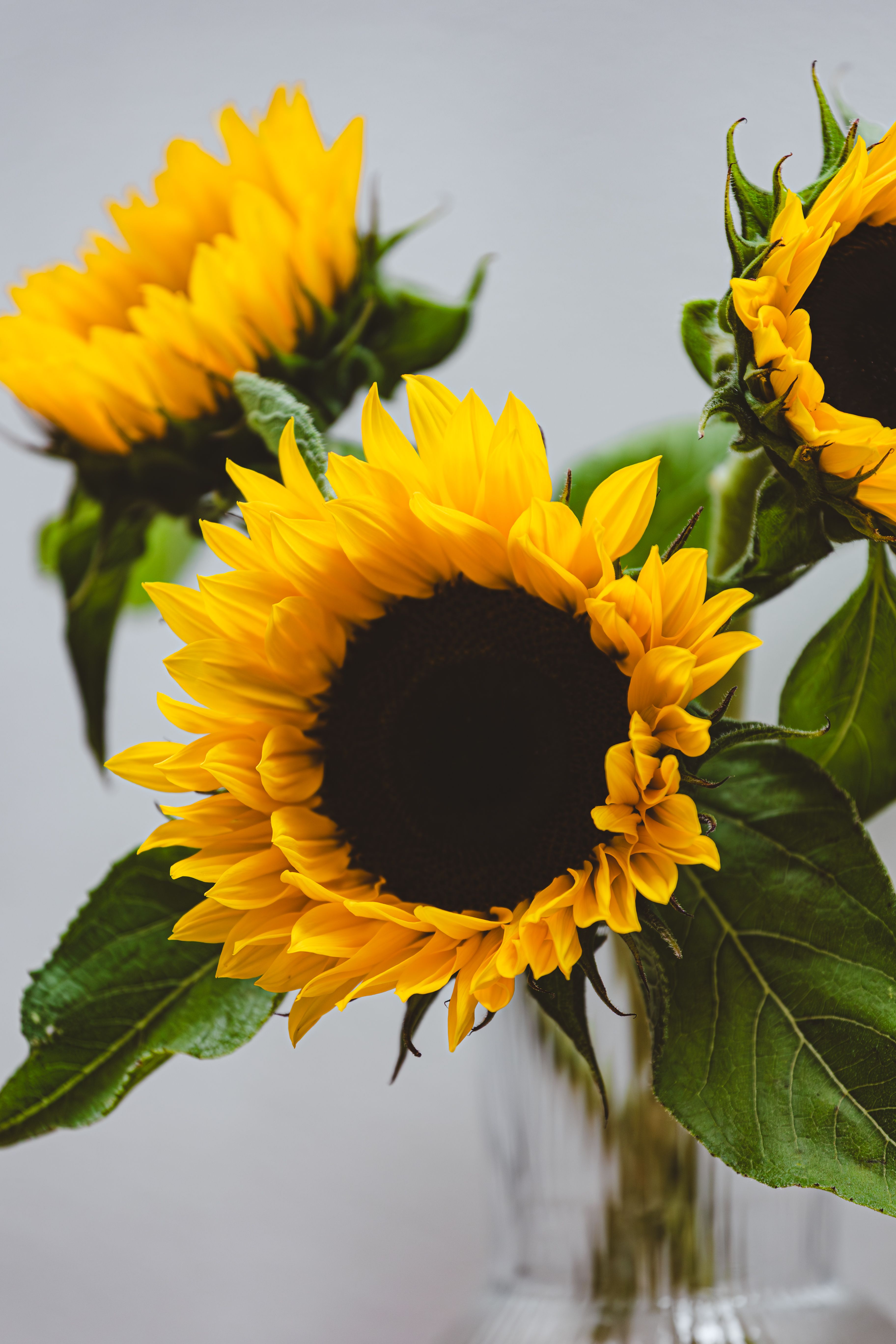 Vibrant Sunflowers in a Clear Vase · Free Stock Photo