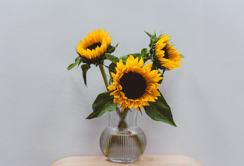 Free Aesthetic arrangement of vibrant sunflowers in a clear glass vase, perfect for decor. Stock Photo