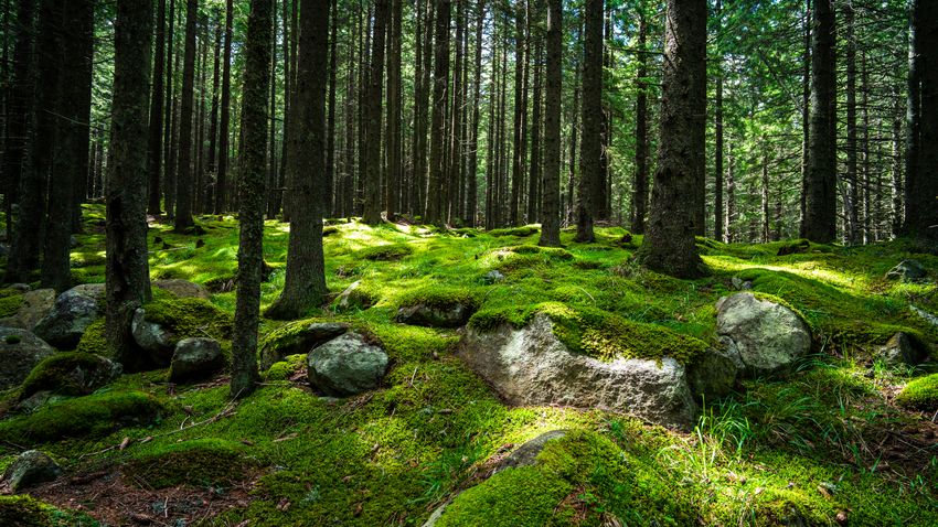 Moss-carpeted spruce floor after rain &mdash; photo by Septimiu Lupea on Pexels