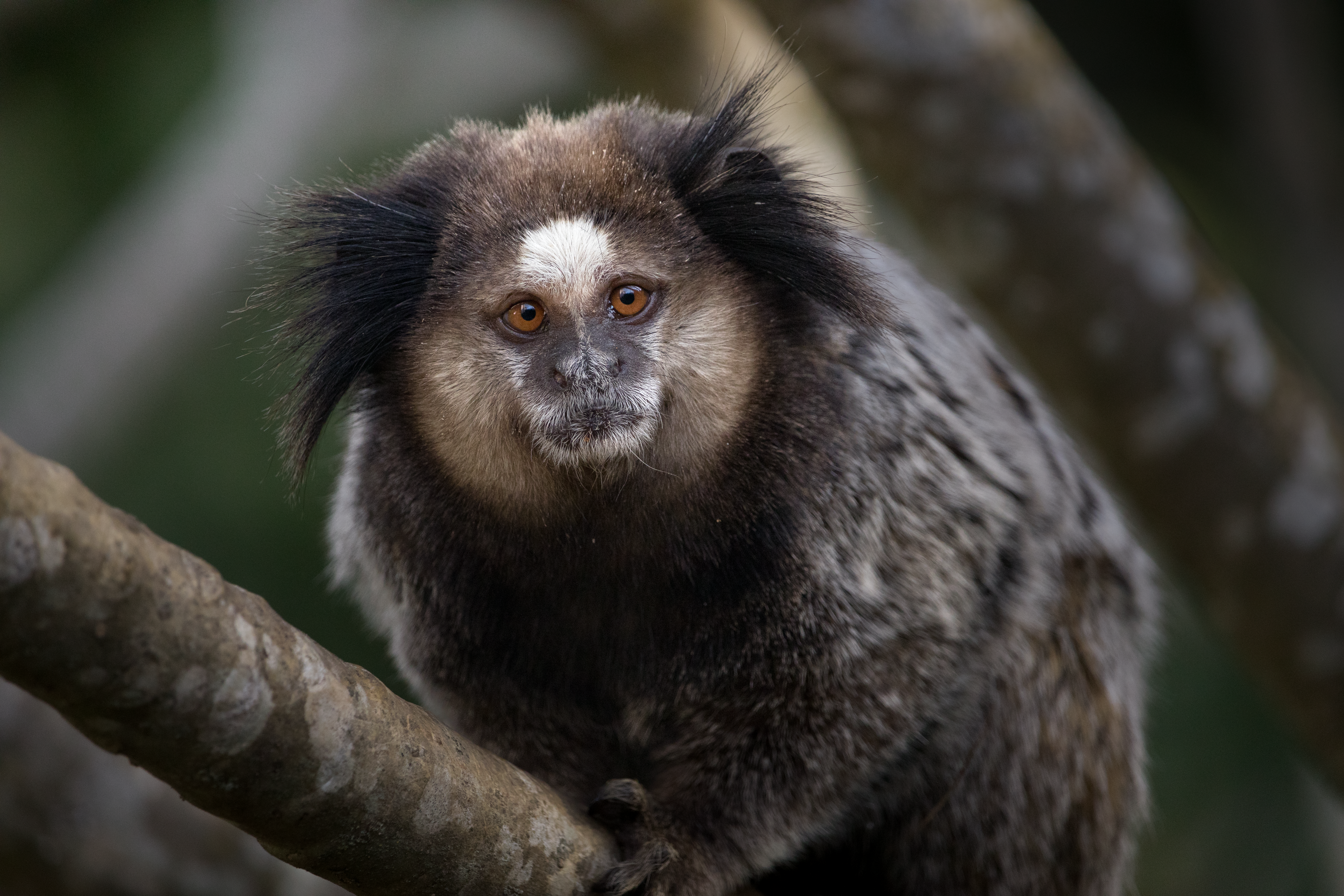 Stunning close-up of a marmoset in its natural habitat, showcasing its vivid facial features.