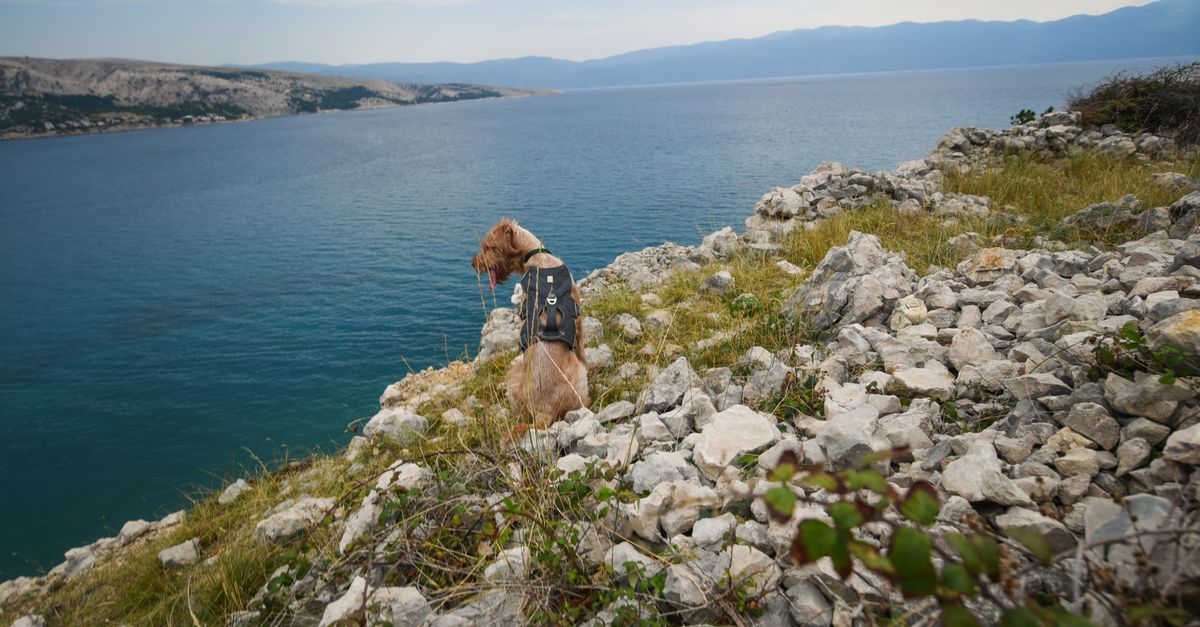 Dog Hiking Backpack Dog hiking backpack: a Golden Retriever wearing a two-sided pack on a rocky coastal trail