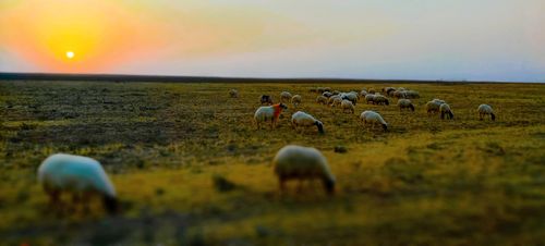 Free Al-Mawali village Stock Photo