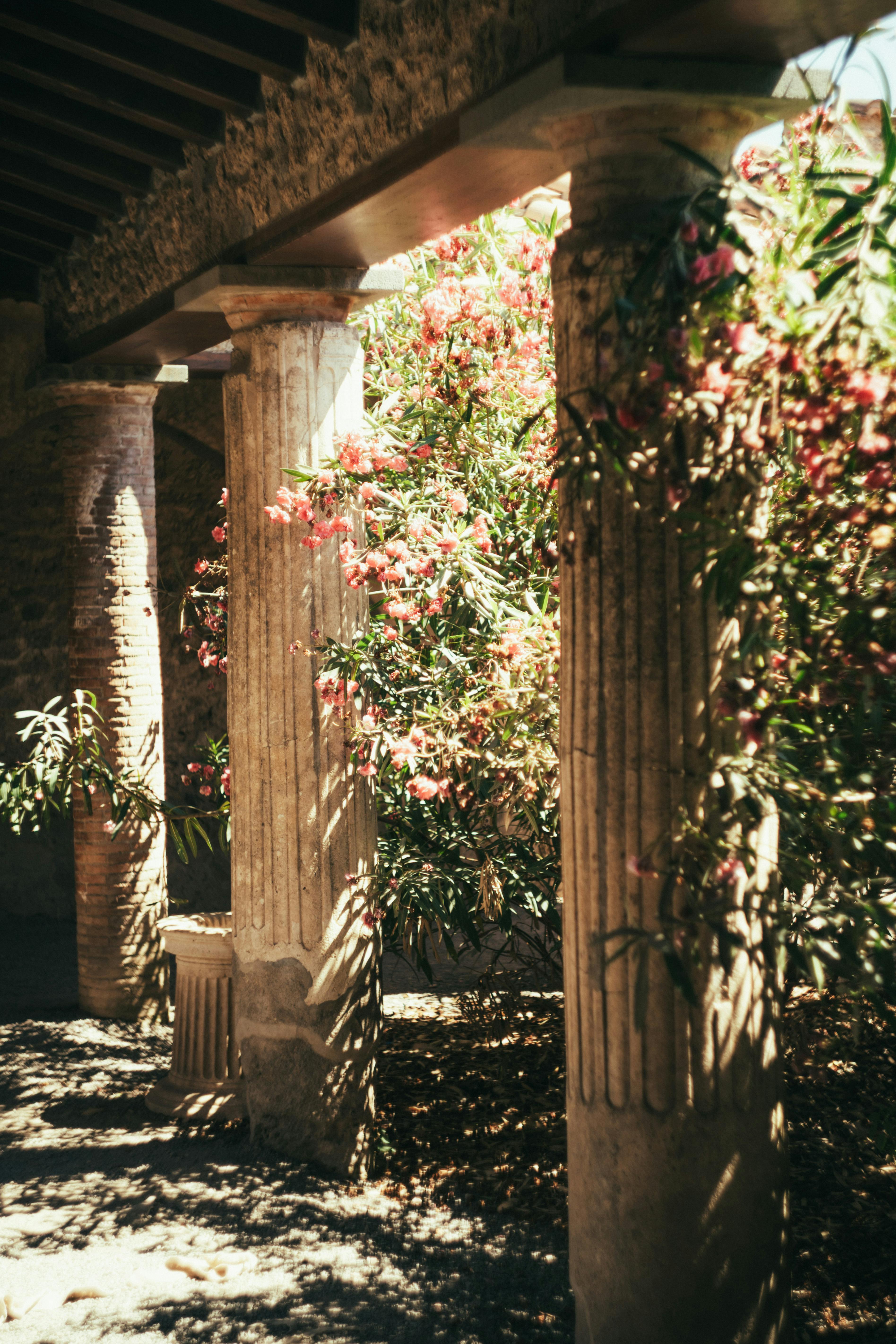Sunlight filters through ancient columns adorned with pink oleander in a serene garden setting.