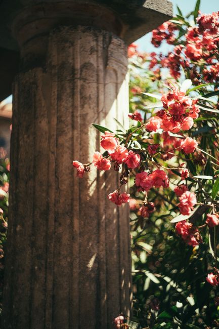 Sunlit ancient stone column adorned with blooming pink flowers, evoking a vintage charm.