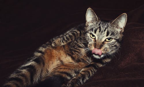 Ilmainen kuvapankkikuva tunnisteilla eläin, Hassu, hauska kissa