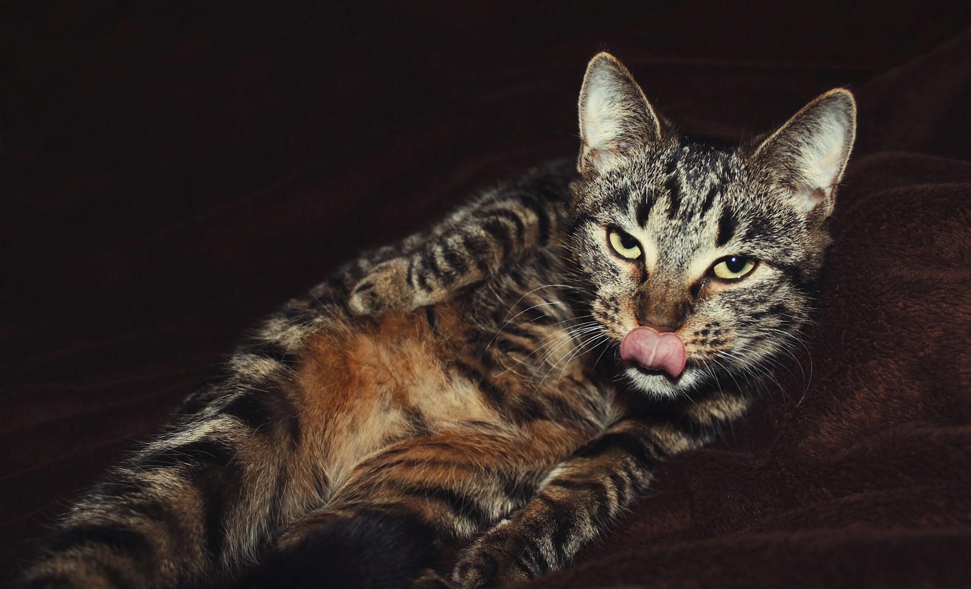 Tabby Cat Licking Face