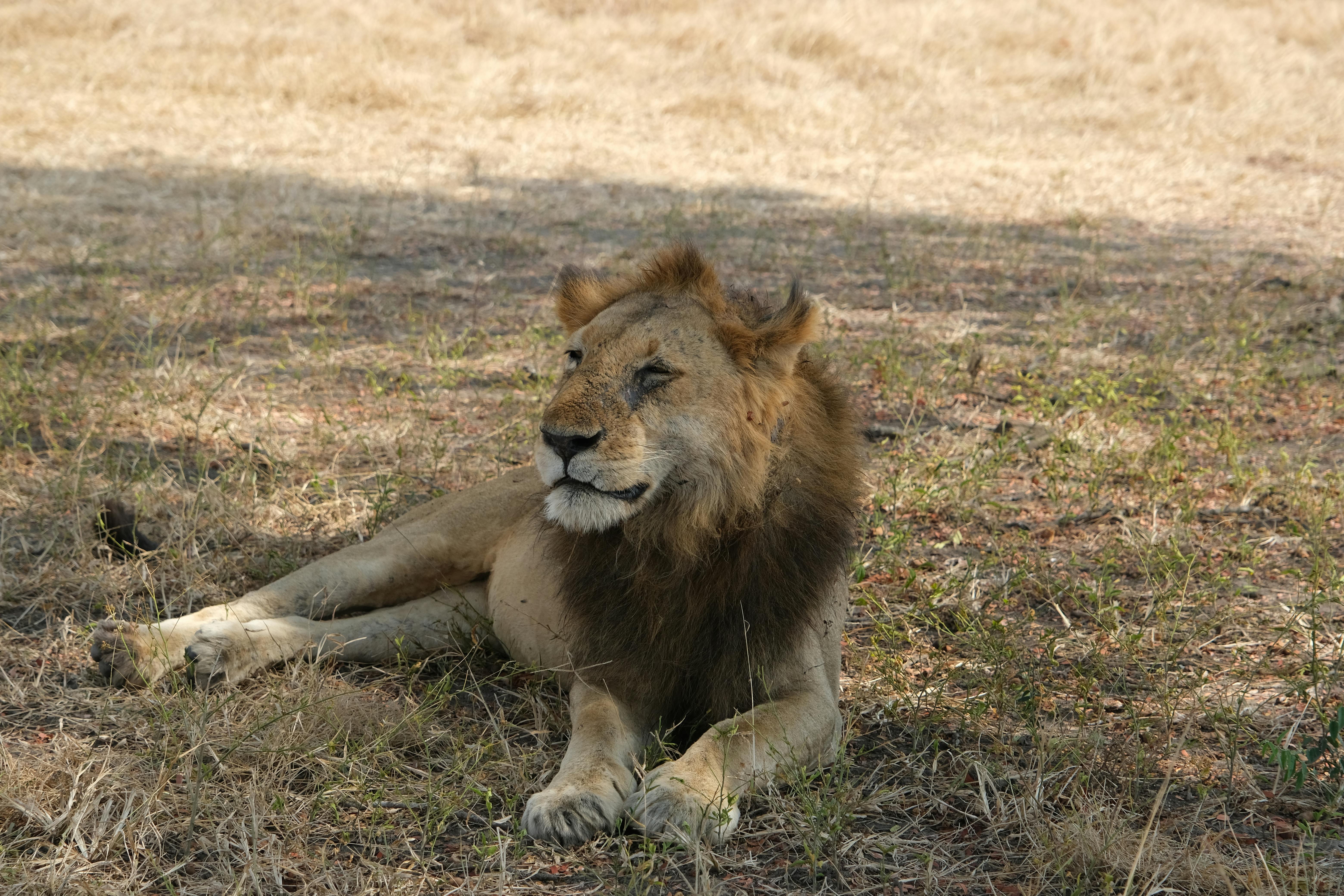 The African Lion Roars In Real Time: Exercise African Lion 2026, Morocco’s Strategic Centrality, And The Geopolitics Of A Fra