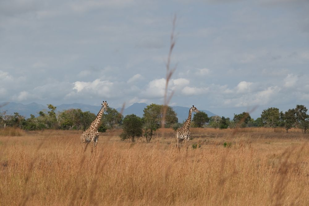 Giraffes in Tanzania savanna