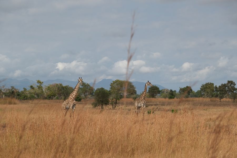 Giraffes in Tanzania