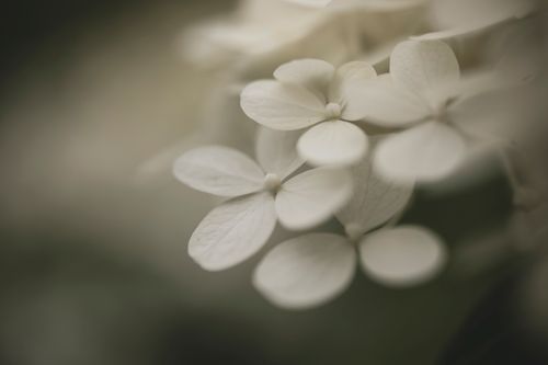 Free A serene close-up of white hydrangea flowers in soft focus, perfect for a nature theme. Stock Photo