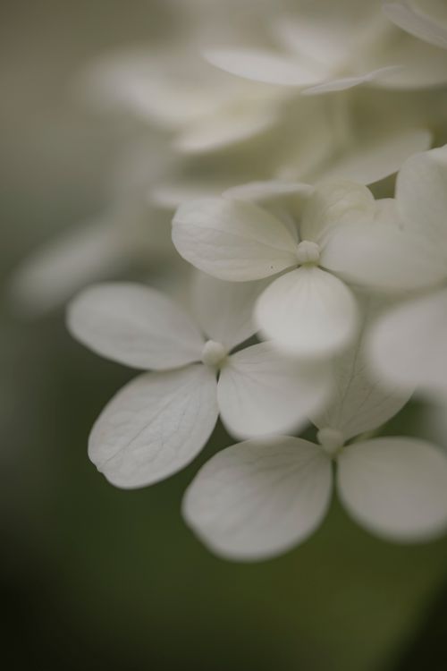 Free Detailed macro shot of delicate white hydrangea flowers in soft, natural light. Stock Photo
