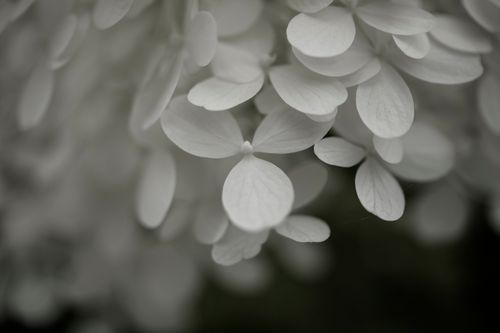 Free Delicate white hydrangea flowers captured in a detailed macro shot. Stock Photo