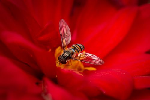 Free Close-up of a hoverfly resting on a vibrant red flower petal. Stock Photo