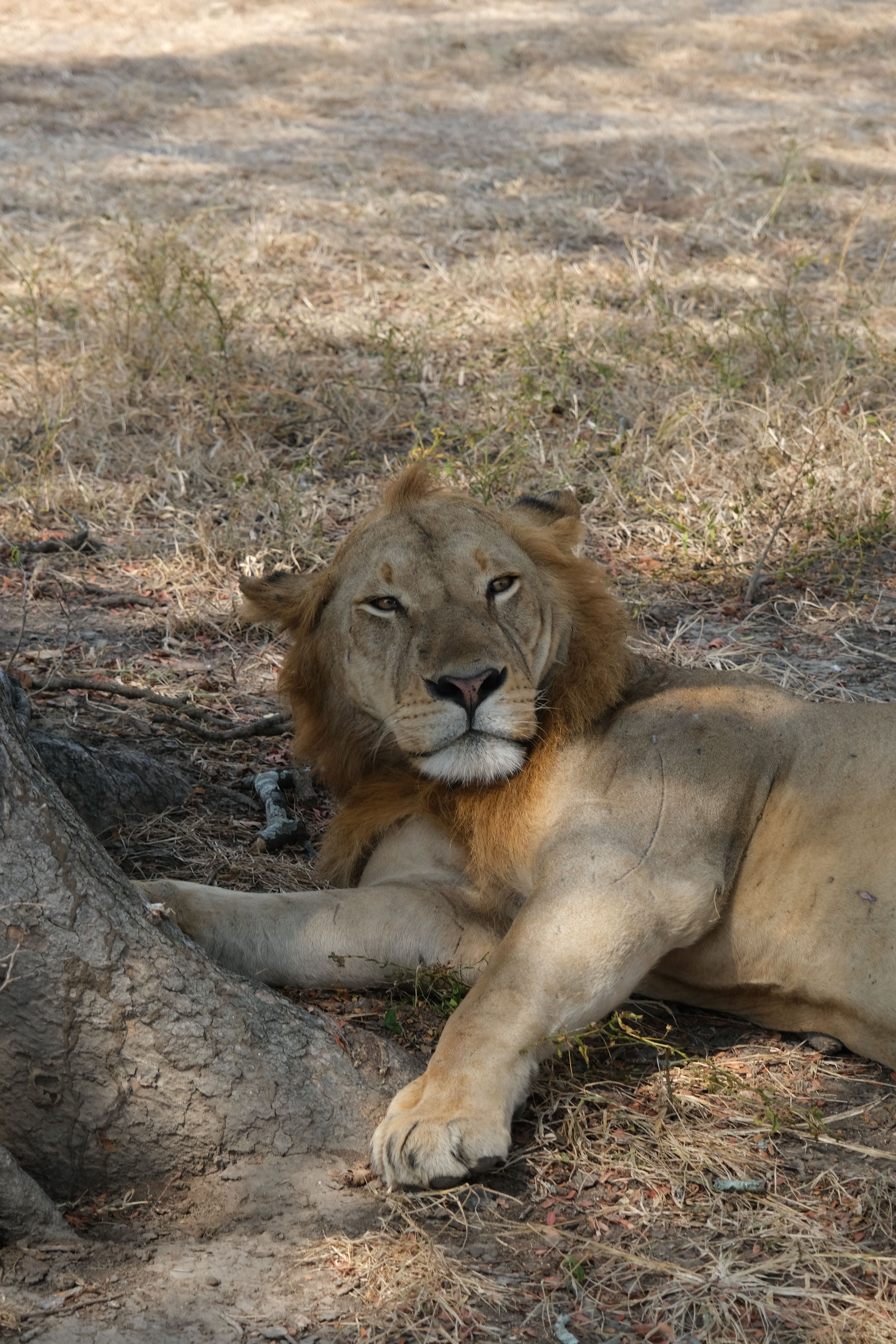 A regal African lion resting under a tree in Morogoro, Tanzania safari.